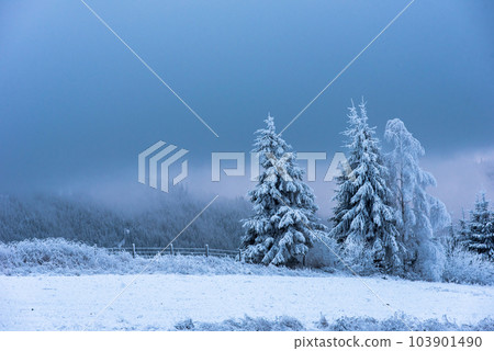 Winter landscape with snowy fir trees and forest. Christmas 103901490