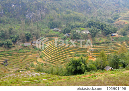 Rice field in Vietnam 103901496