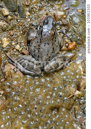 Close-up of a frog and frogspawn 103901503