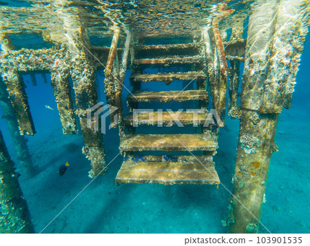 Underwater view of a sea pontoon with coral deposition Underwater view of a sea pontoon with coral deposition 103901535