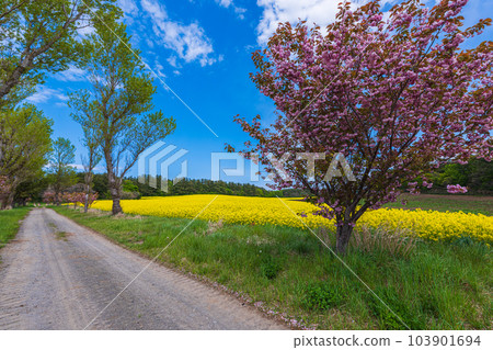 A leisurely walk on the Shimokita Peninsula in spring, a superb view, a competition of rape blossoms and double cherry blossoms in full bloom, 103901694