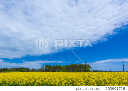 Strolling around Shimokita Peninsula in spring, superb view, rape blossoms in full bloom, yellow carpet 103901716