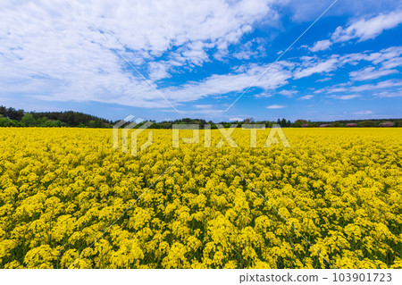 春天的下北半島悠閒散步,絕景,油菜花和重瓣櫻花競相盛開, 春天的下北半島悠閒散步,絕景,油菜花和重瓣櫻花競相盛開, 103901723