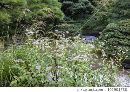 紫藤袴和蒲葦 103901788