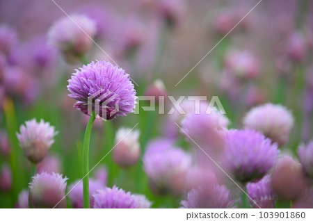 Landscape with purple chives flowers. Summer sunny day with sun, blue sky and colorful nature background. Landscape with purple chives flowers. Summer sunny day with sun, blue sky and colorful nature background. 103901860