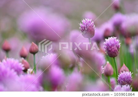 Landscape with purple chives flowers. Summer sunny day with sun, blue sky and colorful nature background. Landscape with purple chives flowers. Summer sunny day with sun, blue sky and colorful nature background. 103901864