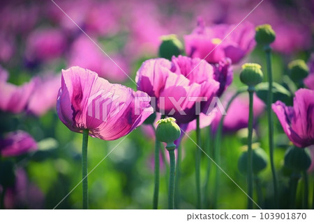 Beautiful purple blooming plants in a field on a summer sunny day. Winter poppy - Czech blue poppy. (Papaver somniferum) 103901870