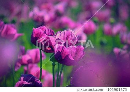 Beautiful purple blooming plants in a field on a summer sunny day. Winter poppy - Czech blue poppy. (Papaver somniferum) Beautiful purple blooming plants in a field on a summer sunny day. Winter poppy - Czech blue poppy. (Papaver somniferum) 103901873