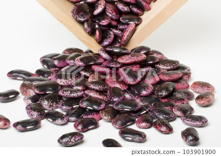 紫色花豆 103901900