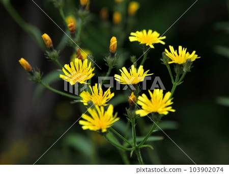 苦香屬黃花 103902074