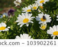 A bee perched on a marguerite flower 103902261