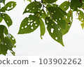 Insect-eaten leaf 103902262