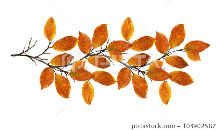 Autumn twig with colorful leaves in a seasonal arrangement isolated 103902587