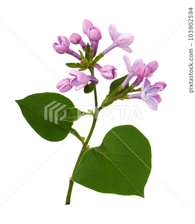 Twig of Lilac flowers and leaves isolated Twig of Lilac flowers and leaves isolated 103902594