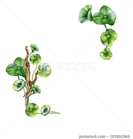 Frame of centella asiatica, wooden branch watercolor illustration isolated on white. Pennywort, kola herbal plants, cola, driftwood hand drawn. Design element for package, label, wrapping, template Frame of centella asiatica, wooden branch watercolor illustration isolated on white. Pennywort, kola herbal plants, cola, driftwood hand drawn. Design element for package, label, wrapping, template 103902969