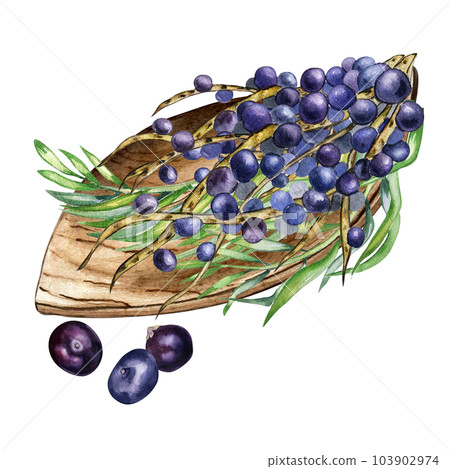 Composition of acai berries on wooden plate watercolor illustration isolated on white. Exotic amazon small purple berries on leaf shaped plate, palm leaves hand drawn. Design element for packaging 103902974