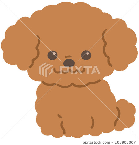 Toy poodle (brown) 103903007