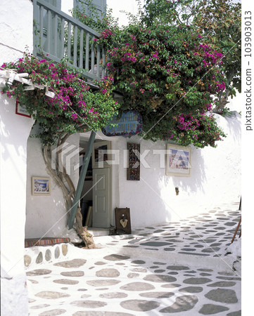 米科諾斯鎮 後巷的鵝卵石和九重葛 103903013
