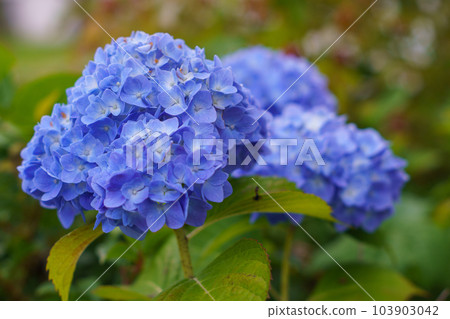 Picture of hydrangea 103903042