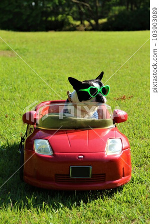 戴墨鏡的波士頓梗和紅色跑車的條紋衫♡威武君 103903089