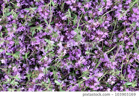 Thyme flower 103903169