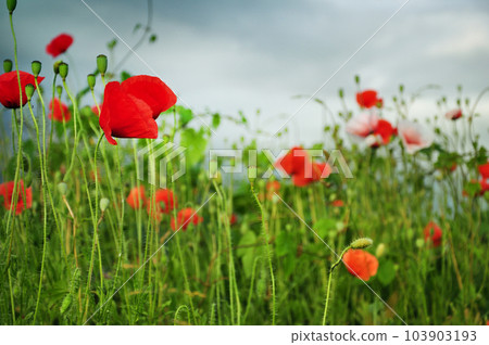 Countryside full with poppy flowers 103903193