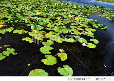 White water lilies in the Danube delta, Romania 103903200