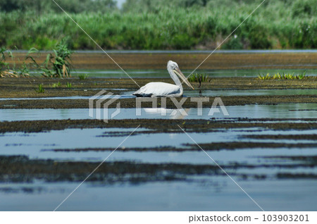 Great white peilcan (Pelecanus onocrotalus) in the Danube delta 103903201