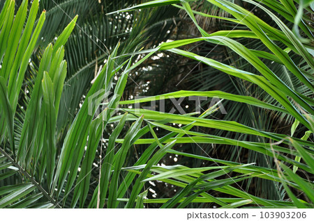 Chinese fan palm tree leaves in the jungle Chinese fan palm tree leaves in the jungle 103903206