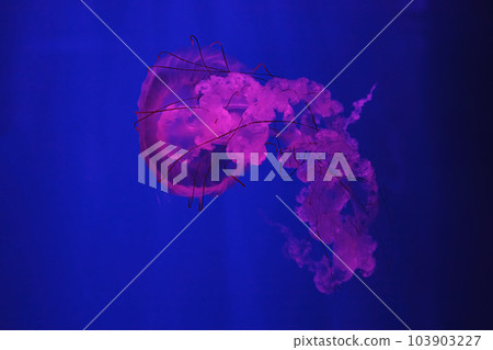 macro shooting under water chrysaora plocamia jellyfish 103903227