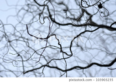 Leafless tree branches perspective. Top of trees against sky 103903235