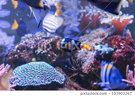 macro photography underwater Amphiprion clarkii, Yellowtail clownfish 103903267