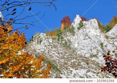 Autumn fall. Colorful autumn forest landscape in the mountains 103903268