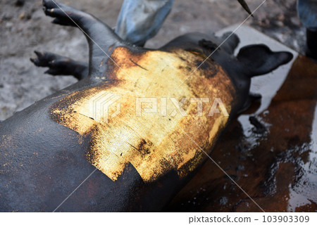 Slaughter remove the hair of the pig with a knife Slaughter remove the hair of the pig with a knife 103903309