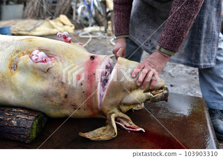 Slaughterman is cutting off the head of the pig 103903310
