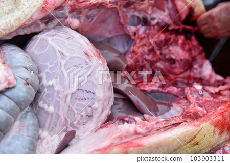 Slaughterman cutting off the chitterlings of a pig 103903311