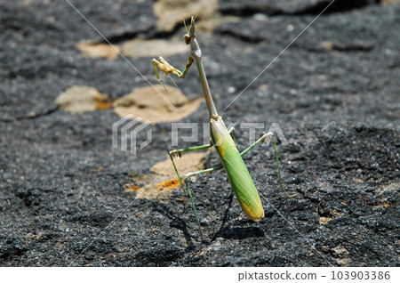 Praying mantis sitting on a stone 103903386