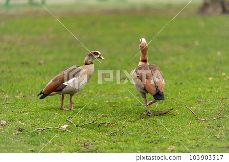 Egyptian Goose, Alopochen aegyptiaca 103903517