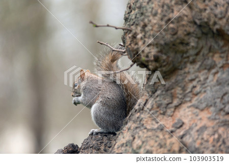 Playful grey squirrel Playful grey squirrel 103903519