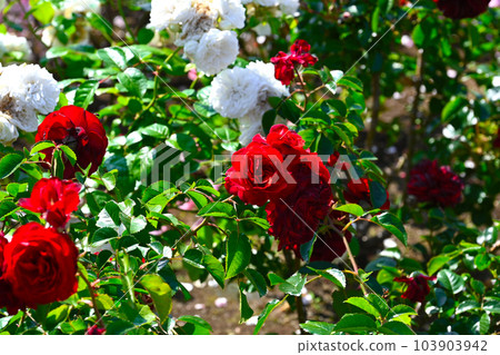 美麗綻放的玫瑰 美麗綻放的玫瑰 103903942