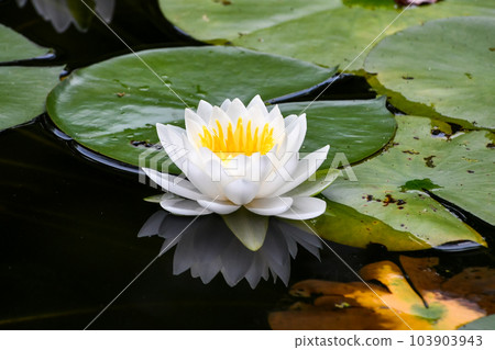 睡蓮 睡蓮 103903943