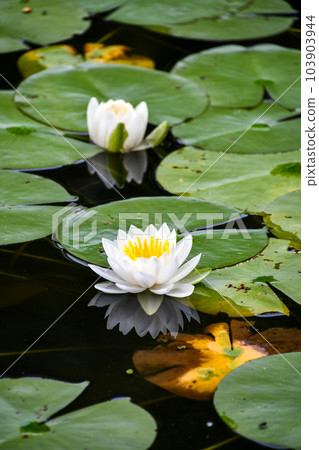 睡蓮 103903944