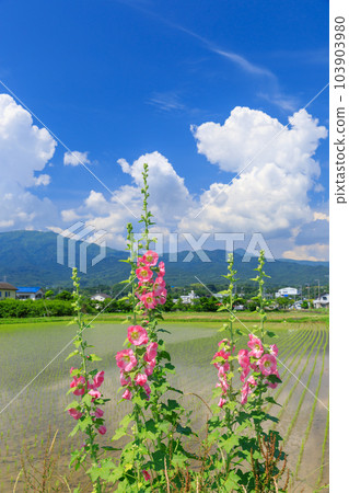 Scenery of hollyhocks blooming in the early summer sun Scenery of hollyhocks blooming in the early summer sun 103903980