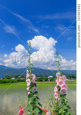 Scenery of hollyhocks blooming in the early summer sun 103903982