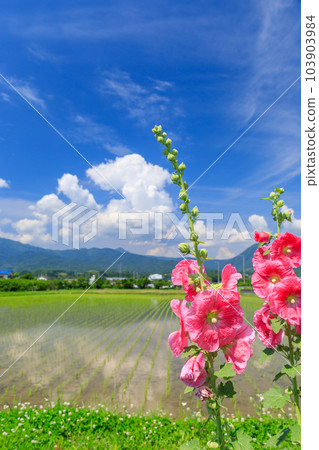 Scenery of hollyhocks blooming in the early summer sun 103903984