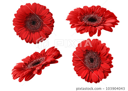 Red gerbera flower isolated on white background. Set of Gerbera flowers for your design. Red gerbera flower isolated on white background. Set of Gerbera flowers for your design. 103904043