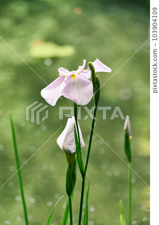 Iris 103904109