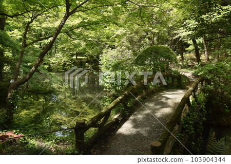Bridge in sunlight filtering through trees 103904344