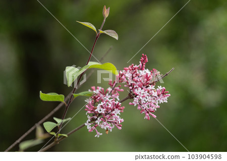 Littleleaf Lilac Superba Flowers Littleleaf Lilac Superba Flowers 103904598