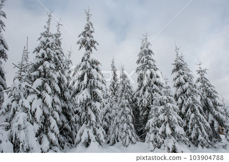 Christmas background, snow covered forest in winter 103904788